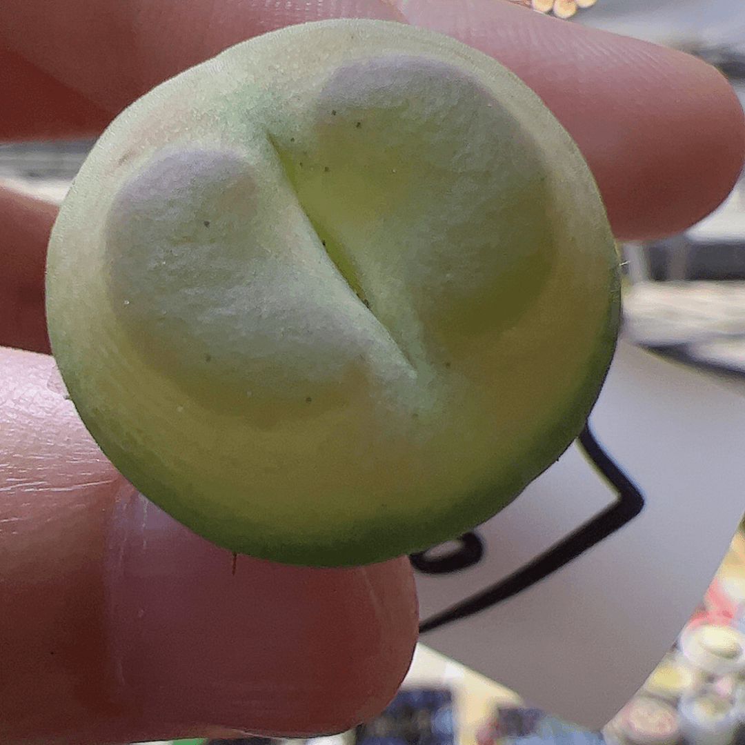 【闪购商品】467 拉登