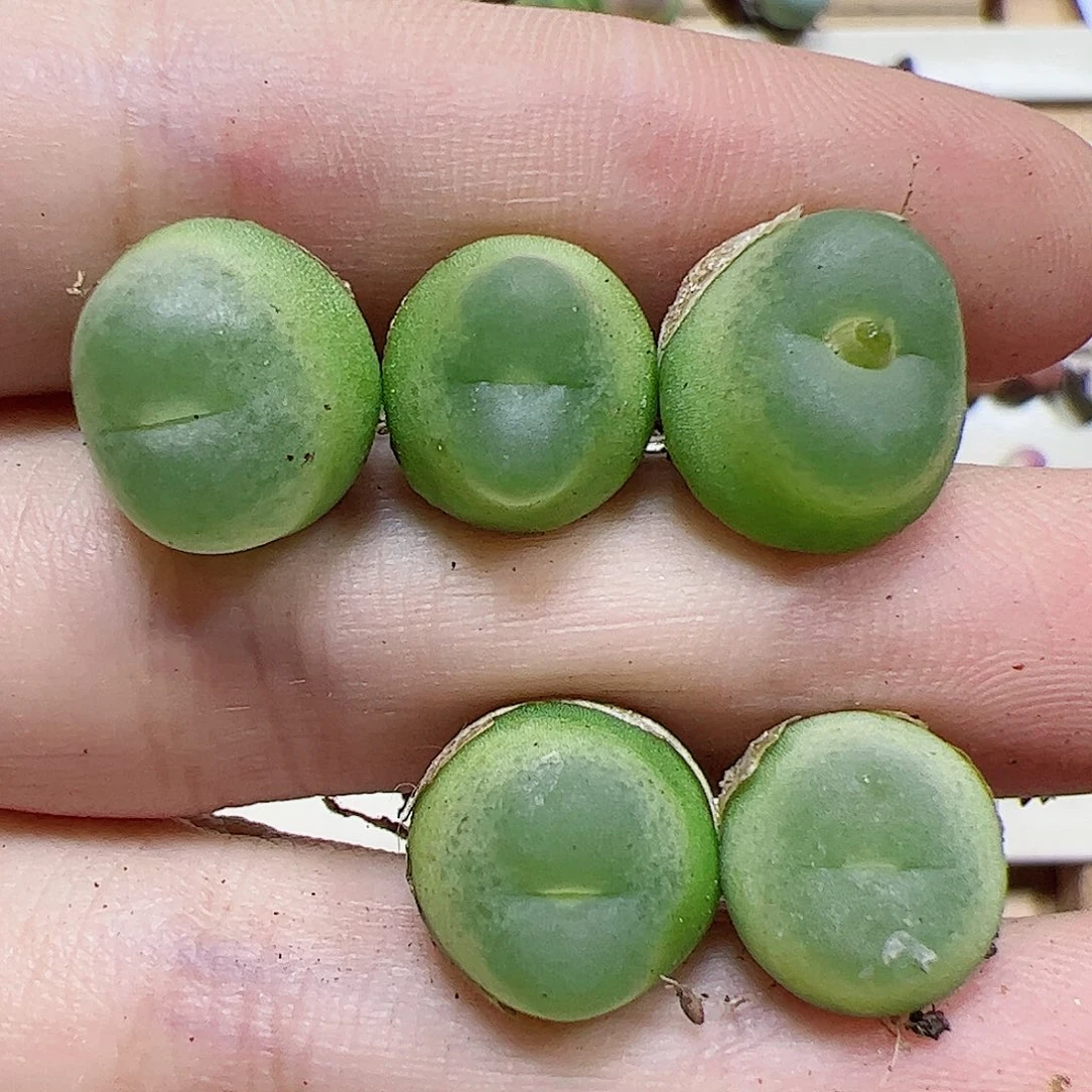 【闪购商品】297 紫皮拉登5颗