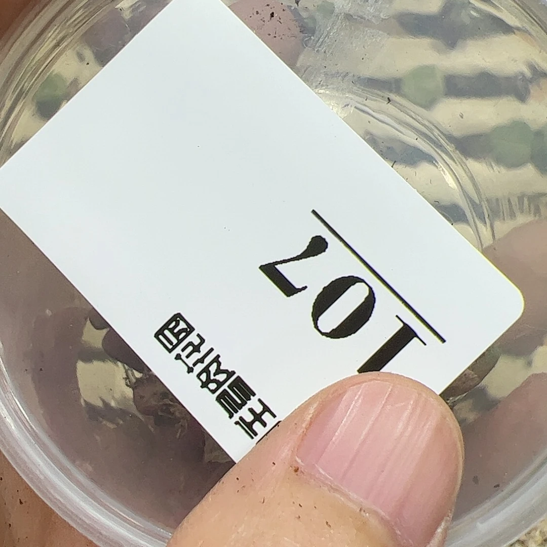 【闪购商品】粉****?107 超墨