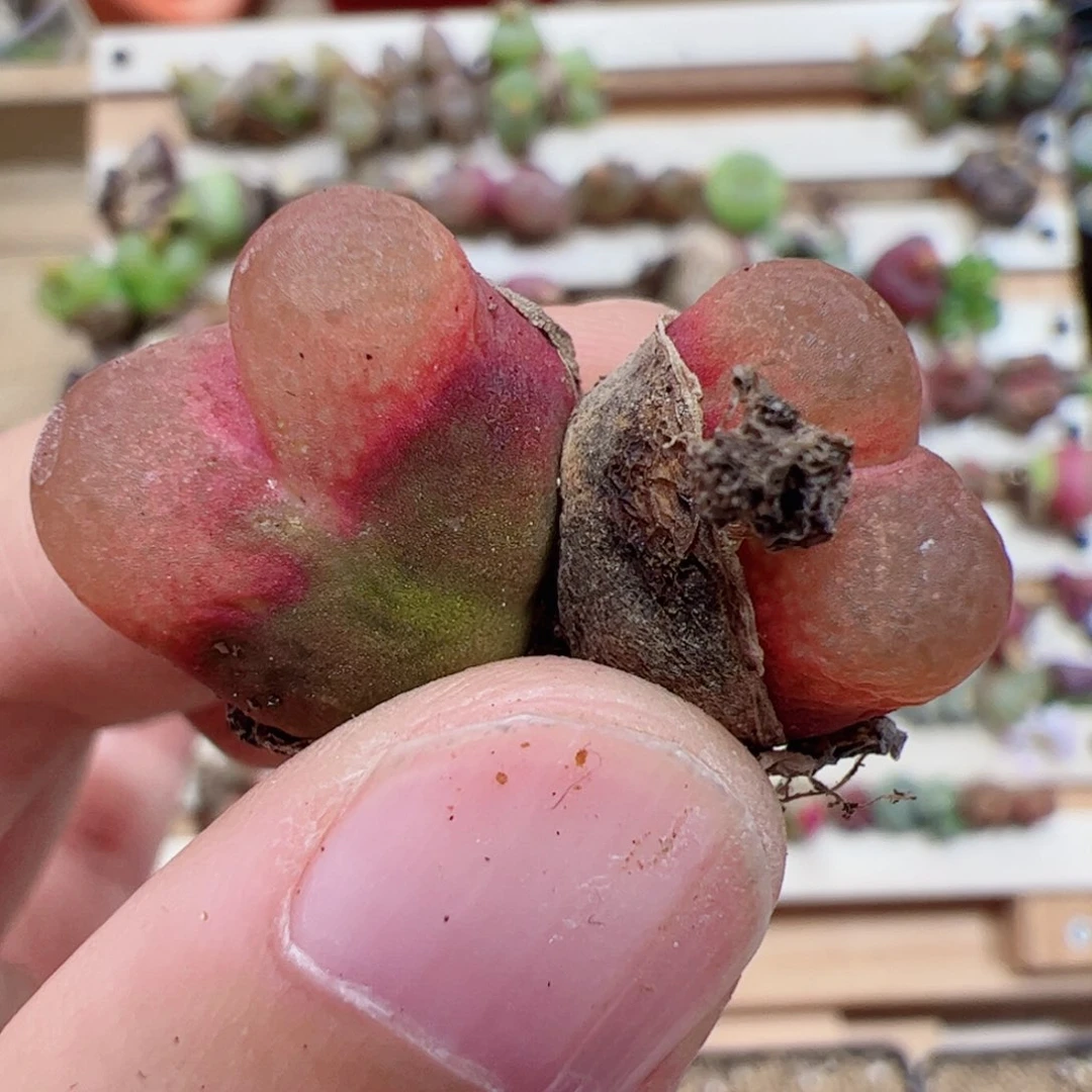 【闪购商品】71 双头