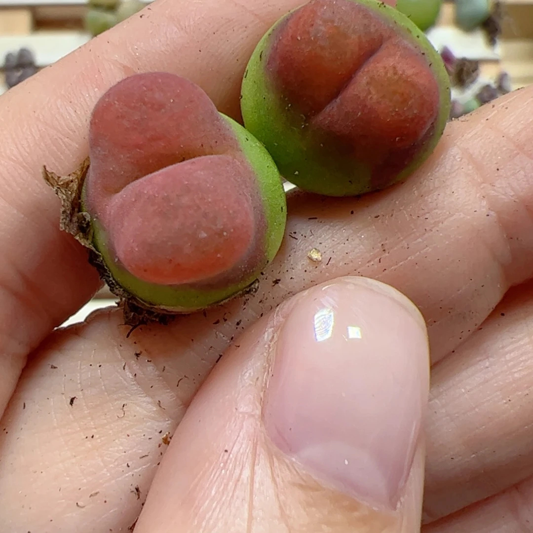 【闪购商品】155水蜜桃