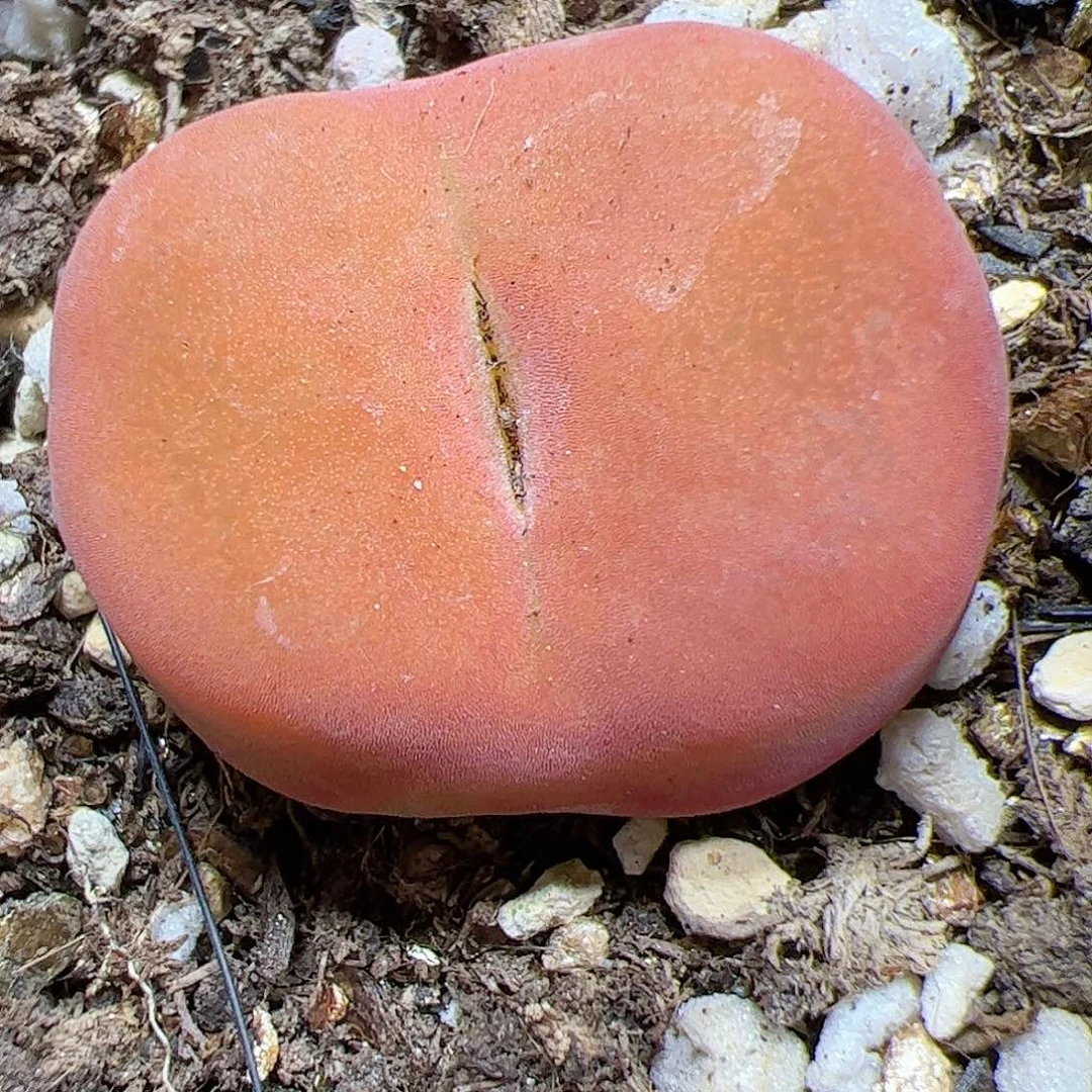 【闪购商品】190 水蜜桃优选