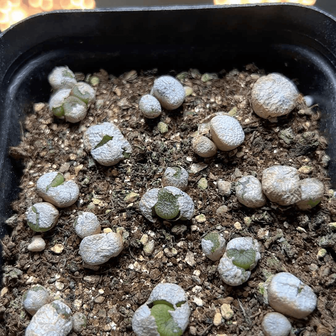 【闪购商品】124 铜壶一盆