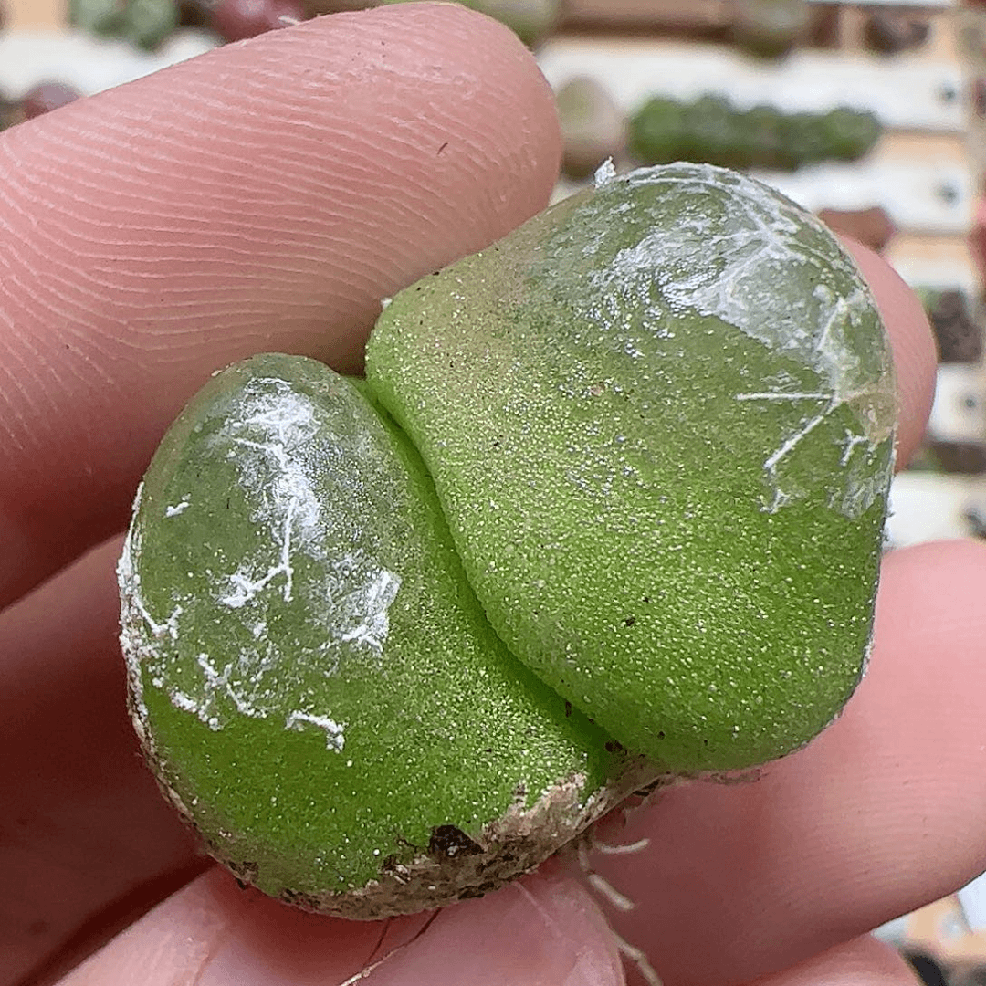 【闪购商品】97 双头灯泡