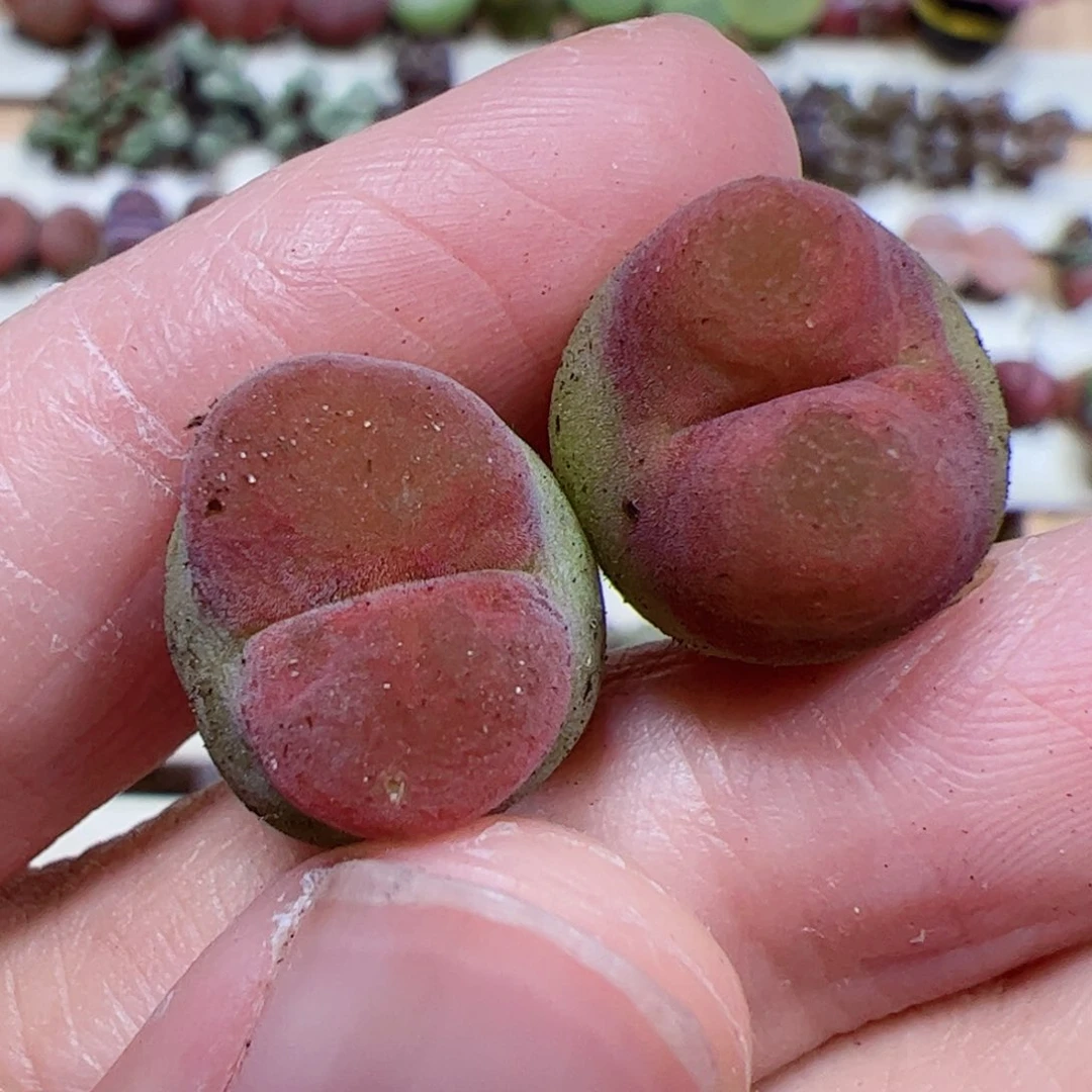 【闪购商品】89水蜜桃