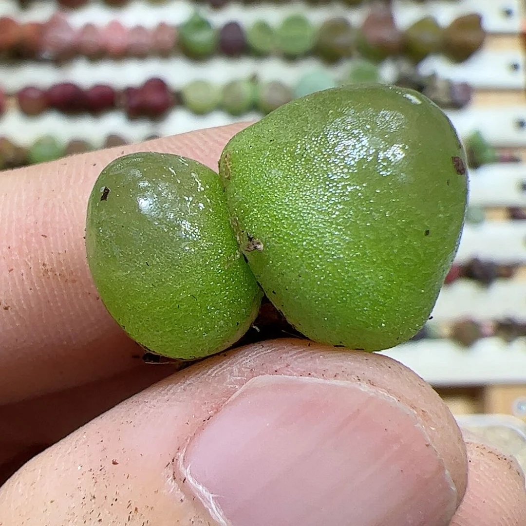 【闪购商品】9 双头灯泡