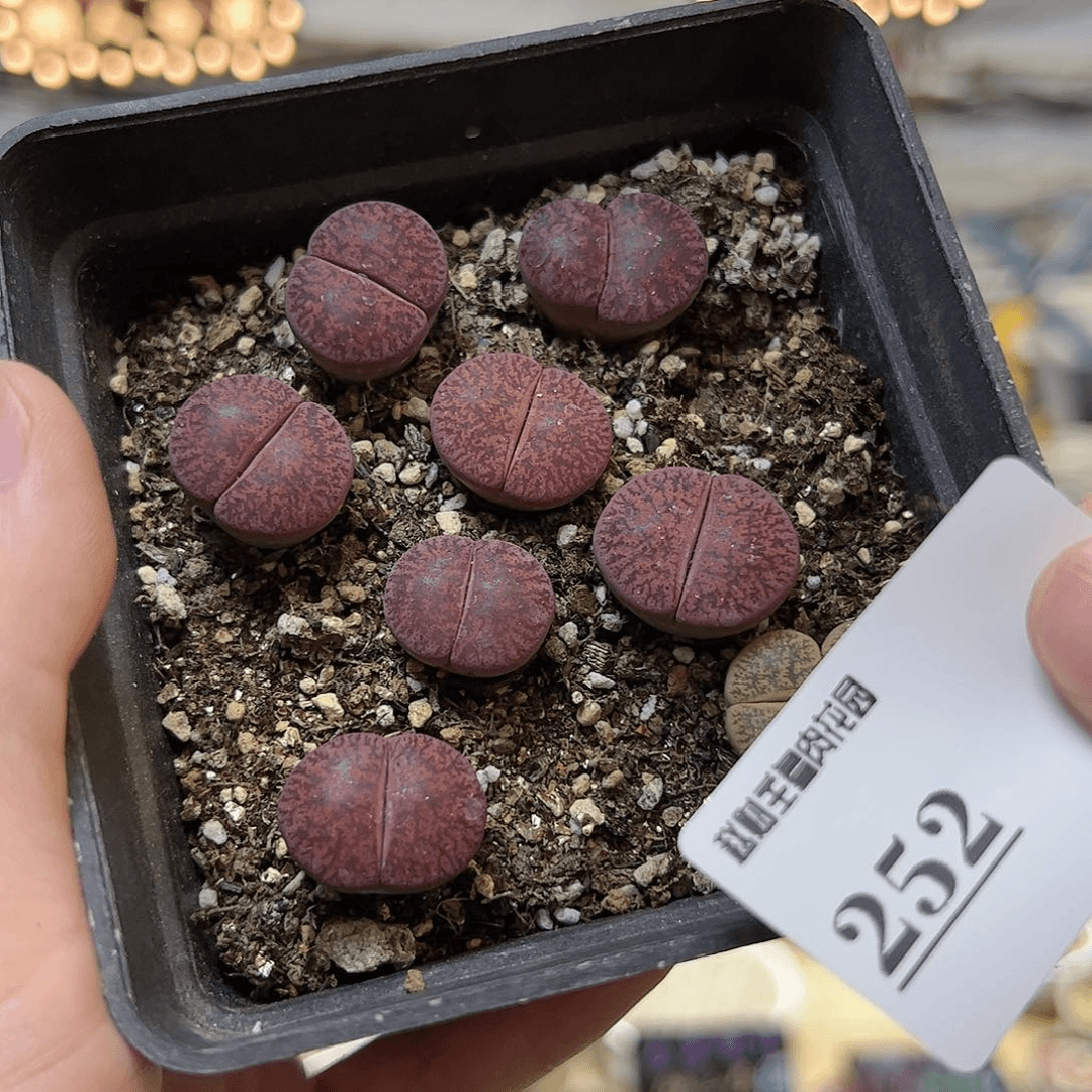 【闪购商品】252 一盆