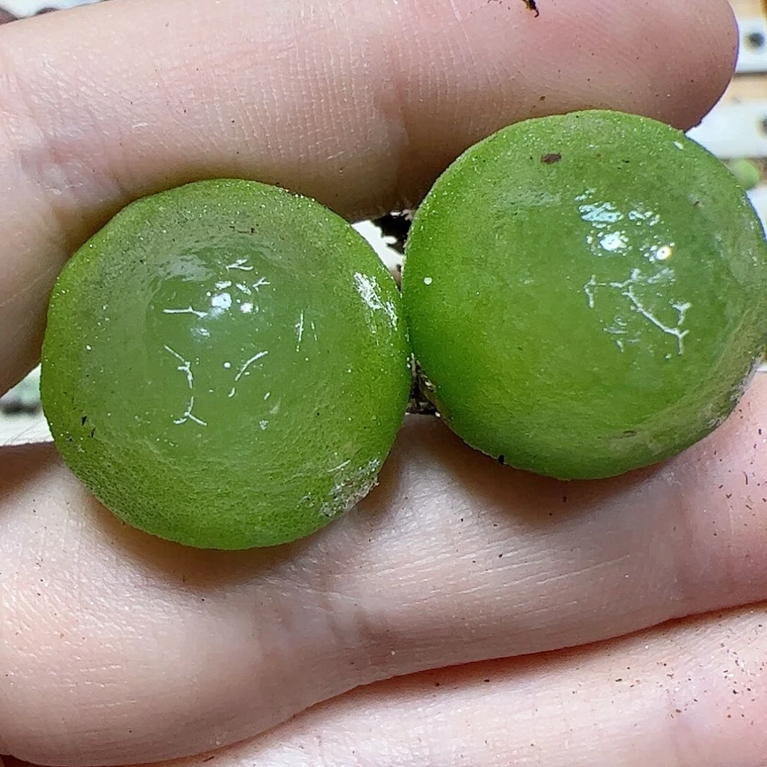 【闪购商品】63 灯泡2颗