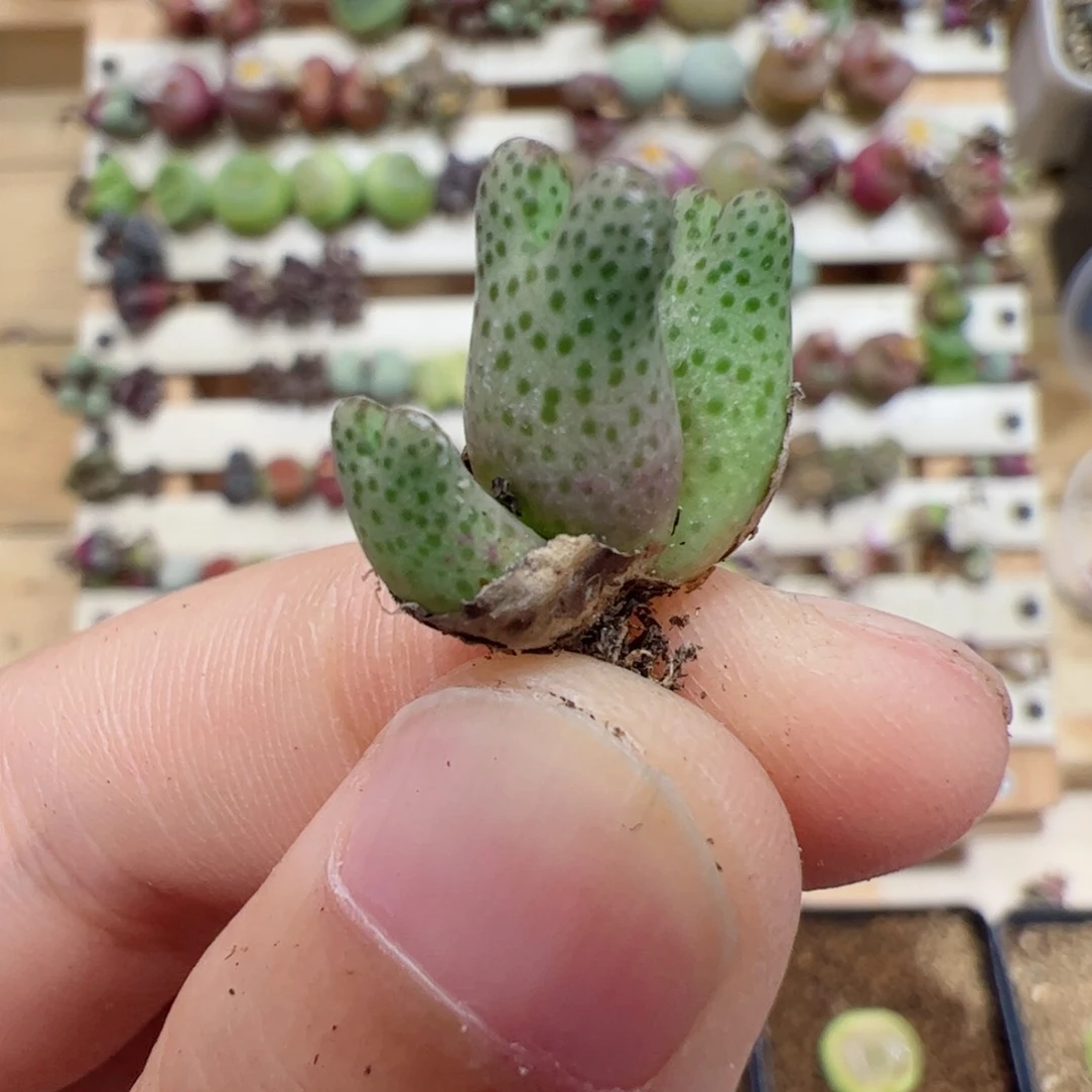 【闪购商品】109 草莓斑马