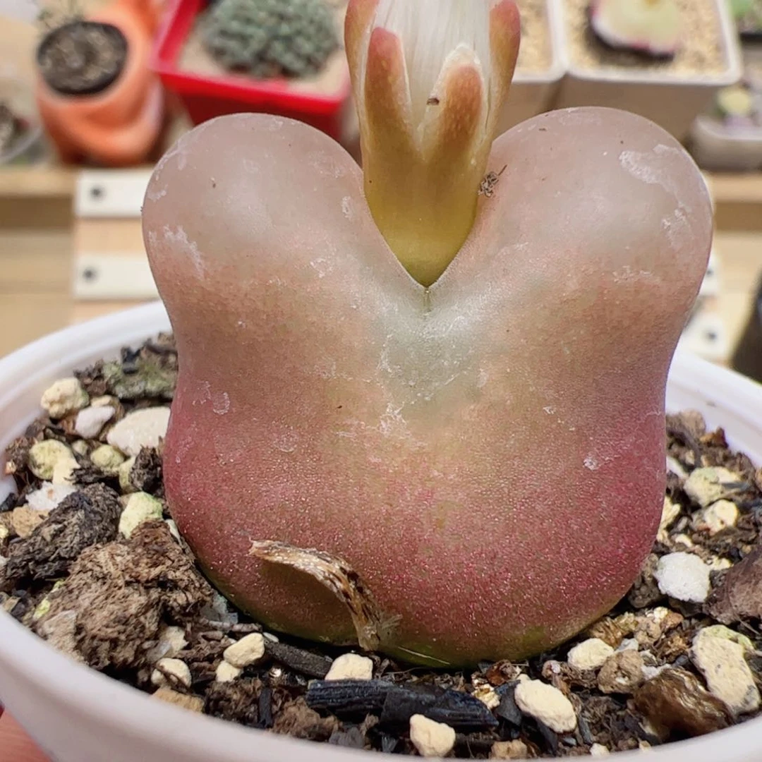 【闪购商品】80 带盆