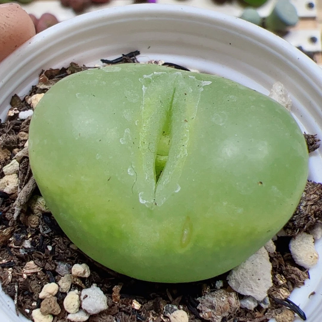 【闪购商品】151 带盆