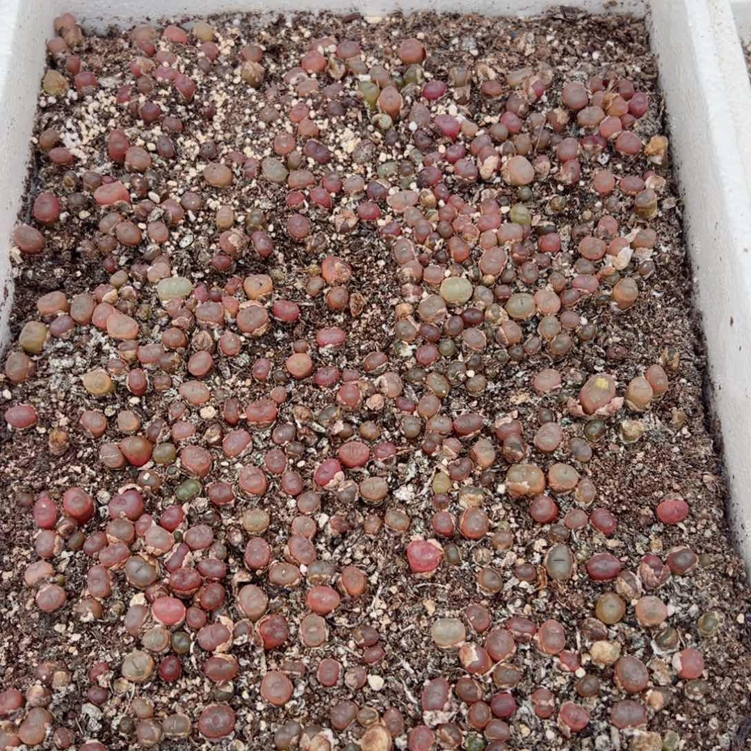 【闪购商品】205 超毛一箱 带箱发货 多肉