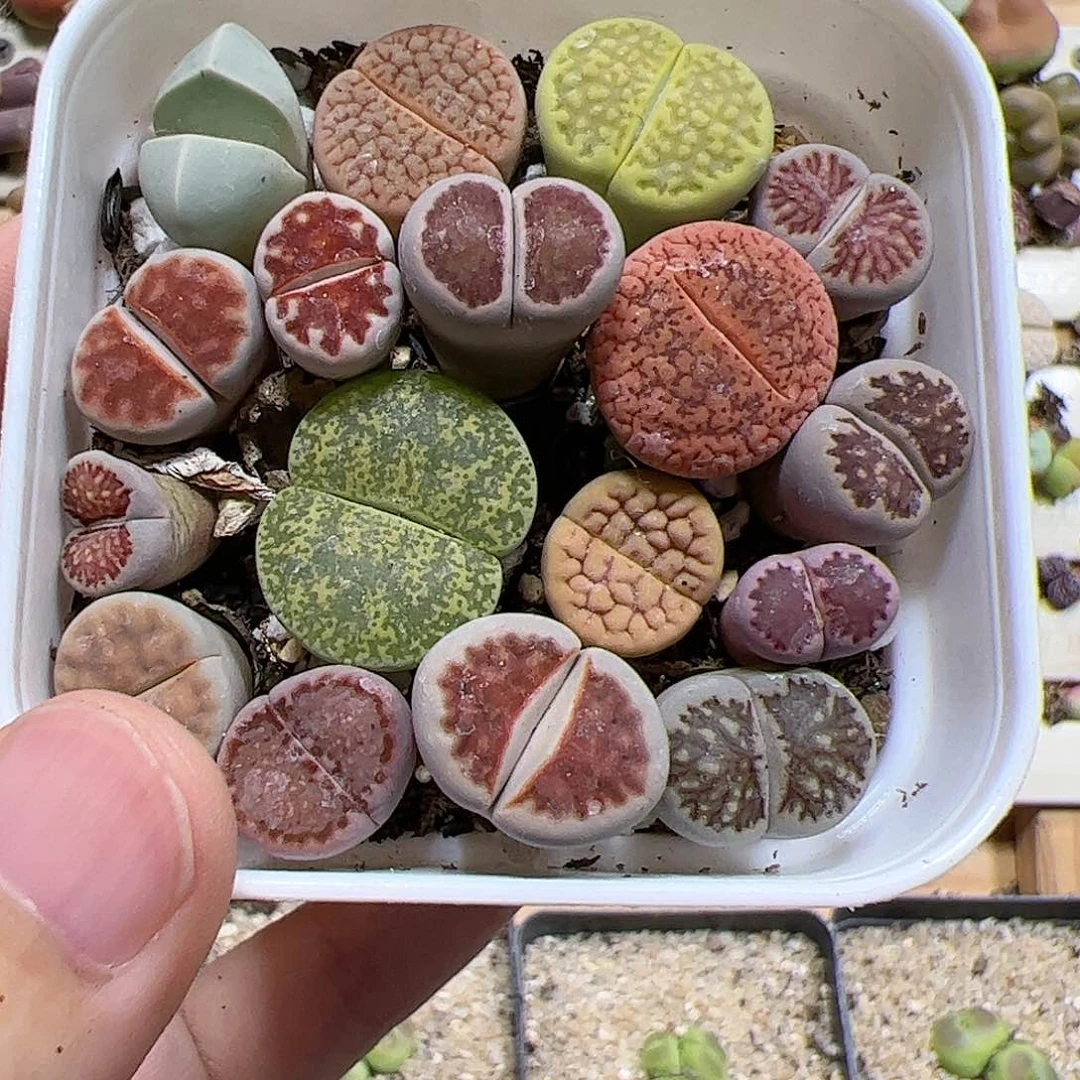 【闪购商品】71 带盆