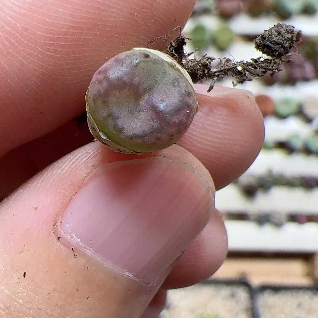 【闪购商品】111 水蜜桃变异
