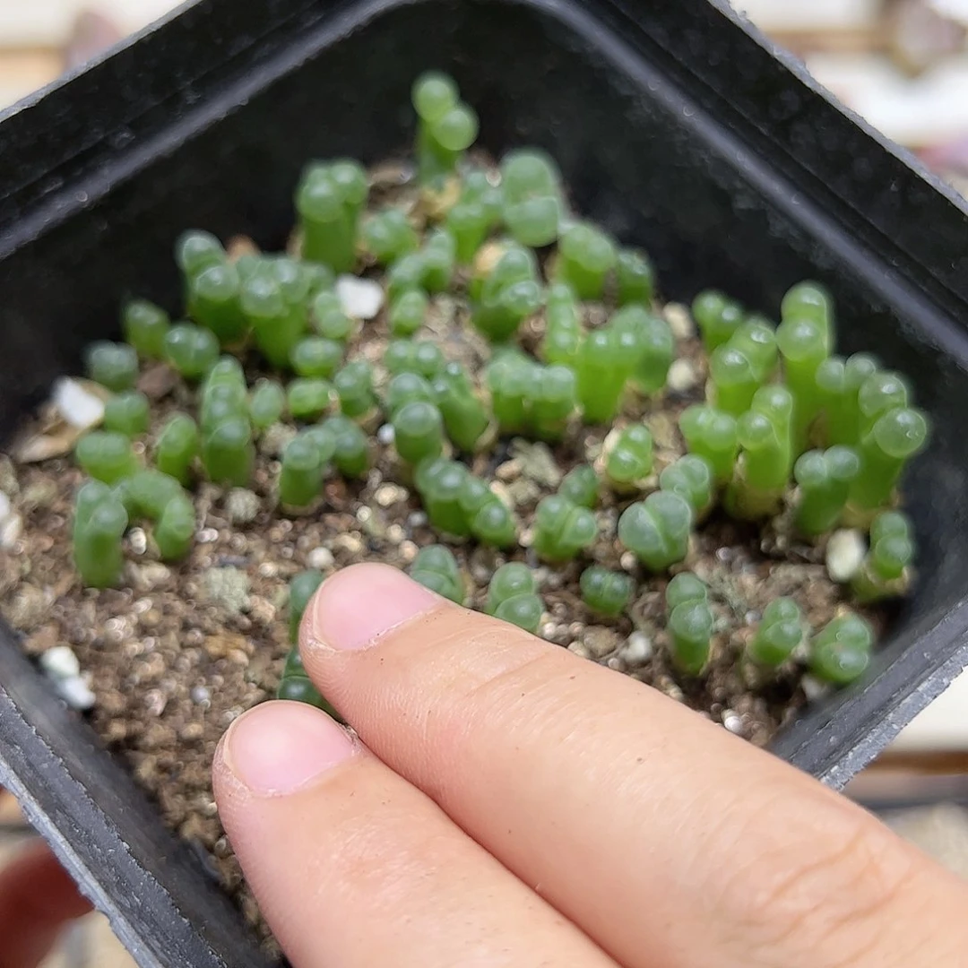 【闪购商品】181 极窗福利 一盆