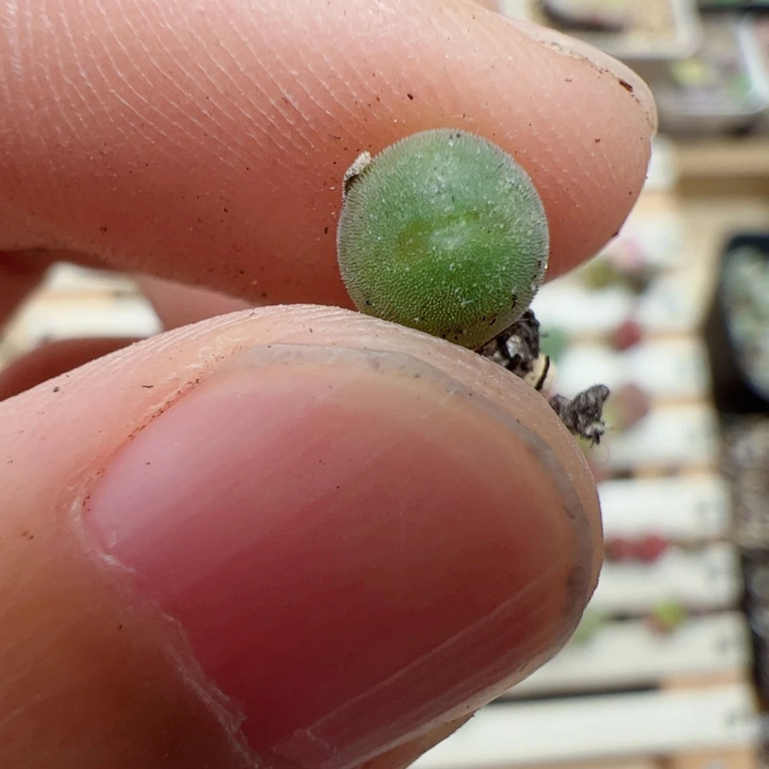 【闪购商品】136 空蝉