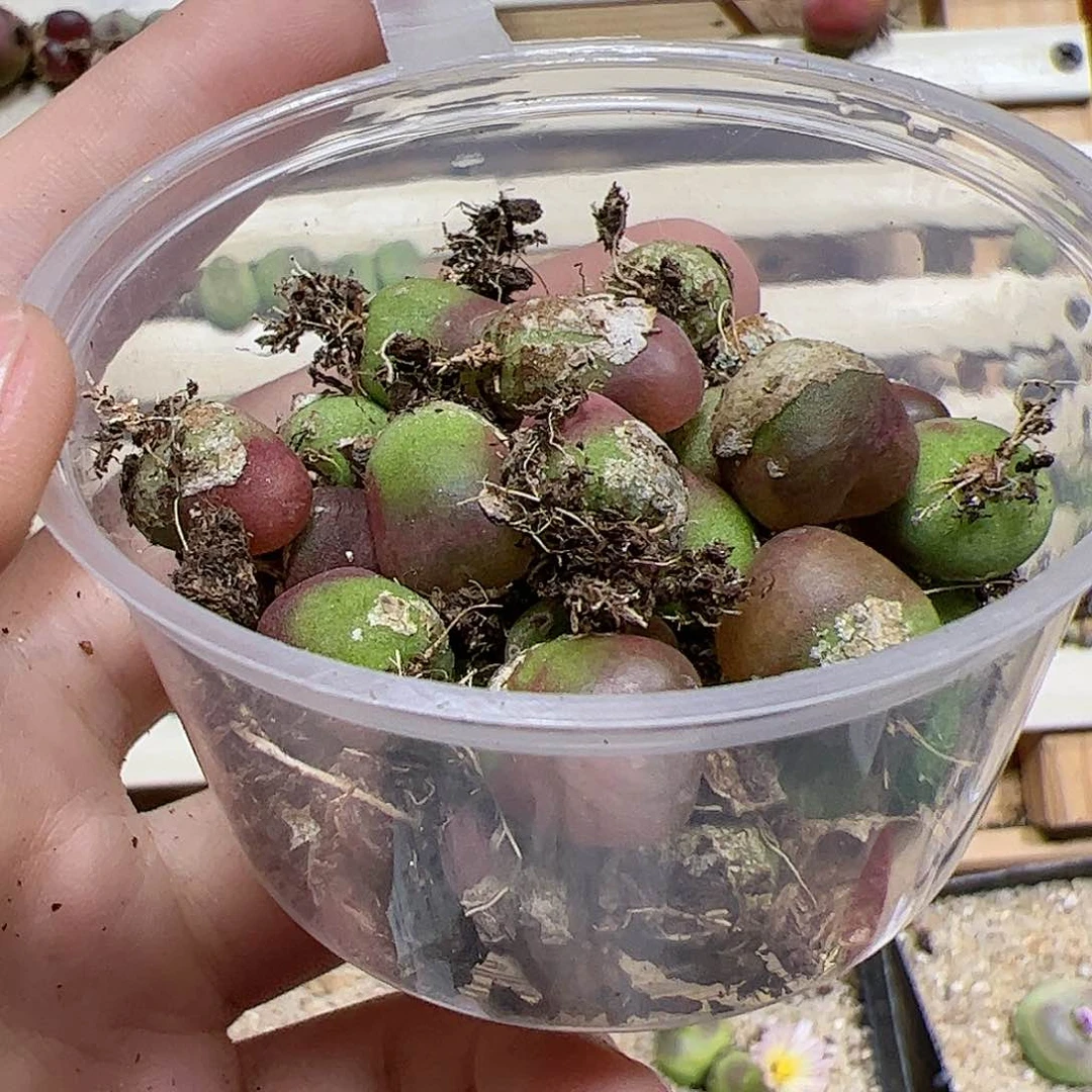 【闪购商品】129 清盆超毛