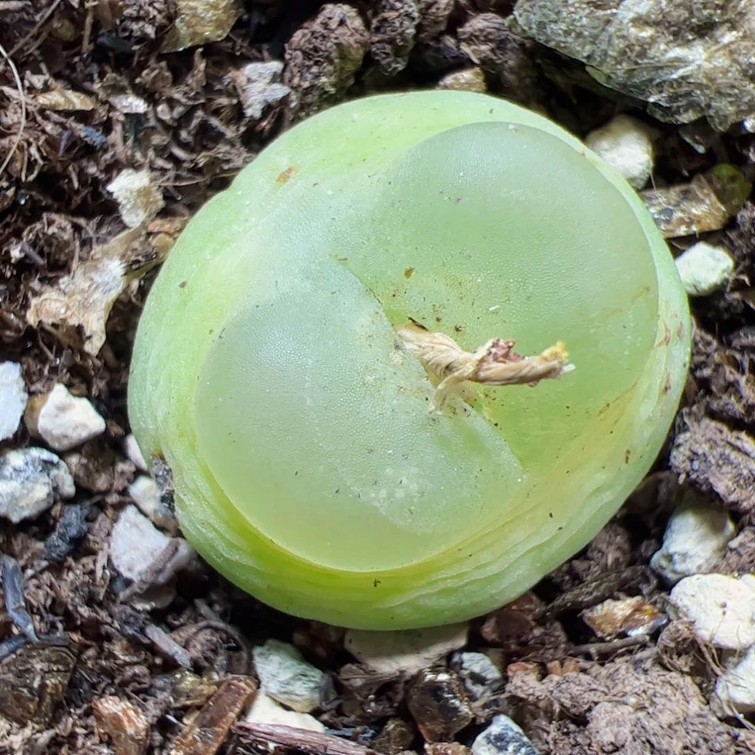 【闪购商品】221 福利带疤