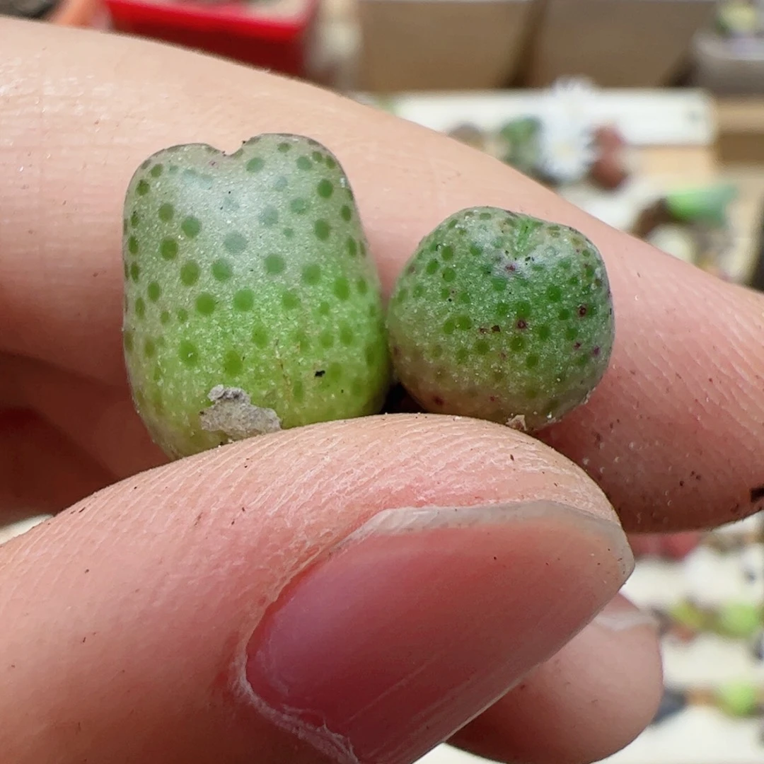 【闪购商品】237 龙猫斑马