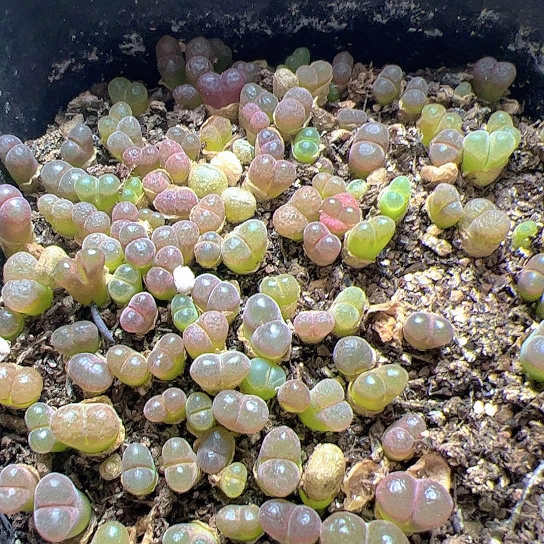 【闪购商品】65 一盆彩色风铃 带盆发货