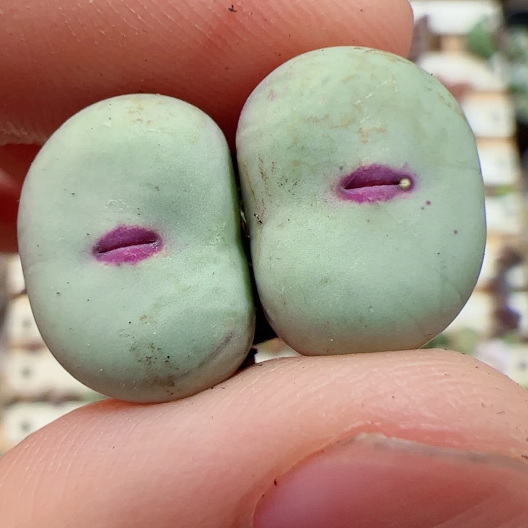 【闪购商品】281 红嘴