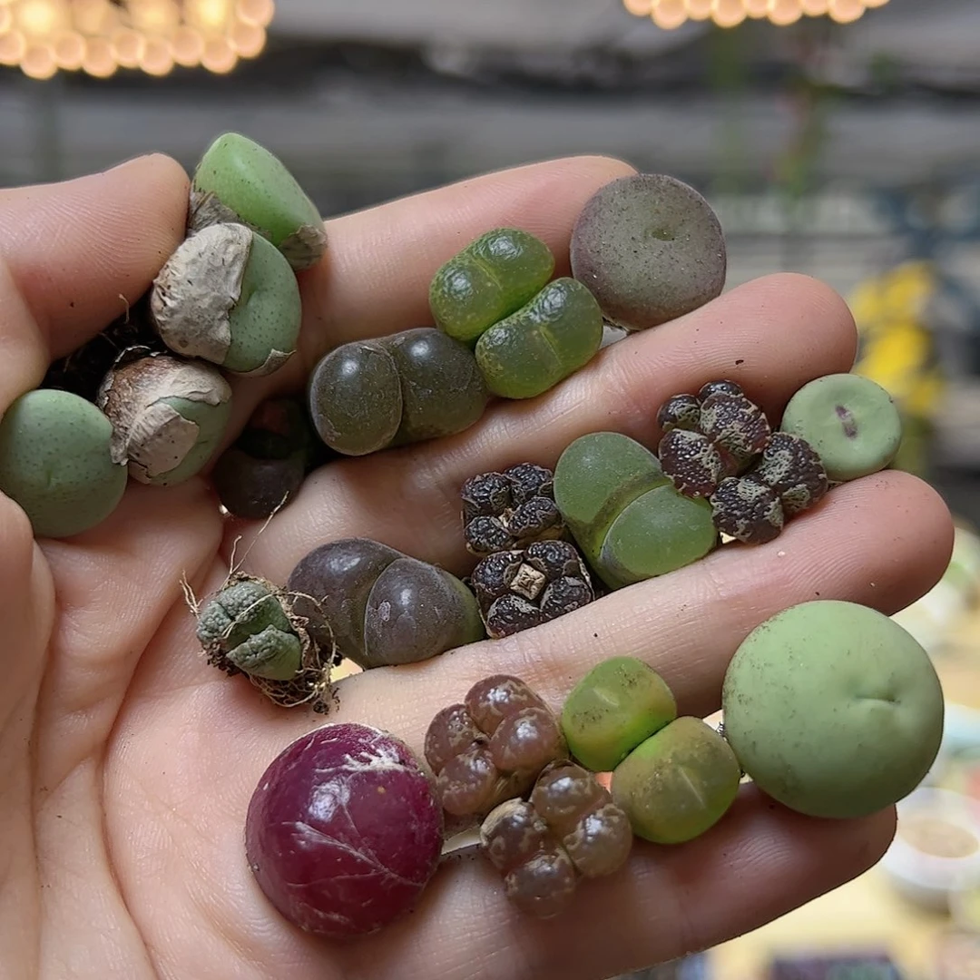 【闪购商品】262 肉锥一手