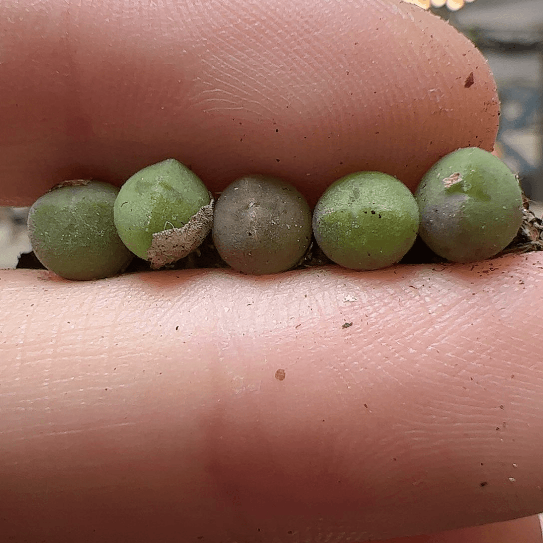 【闪购商品】331 大眼空蝉5颗