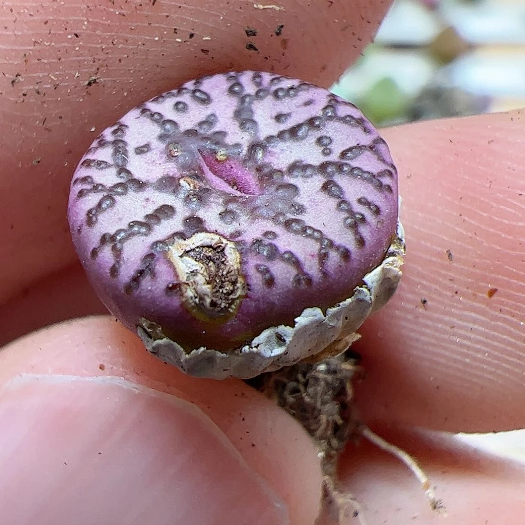 【闪购商品】91 破霓虹