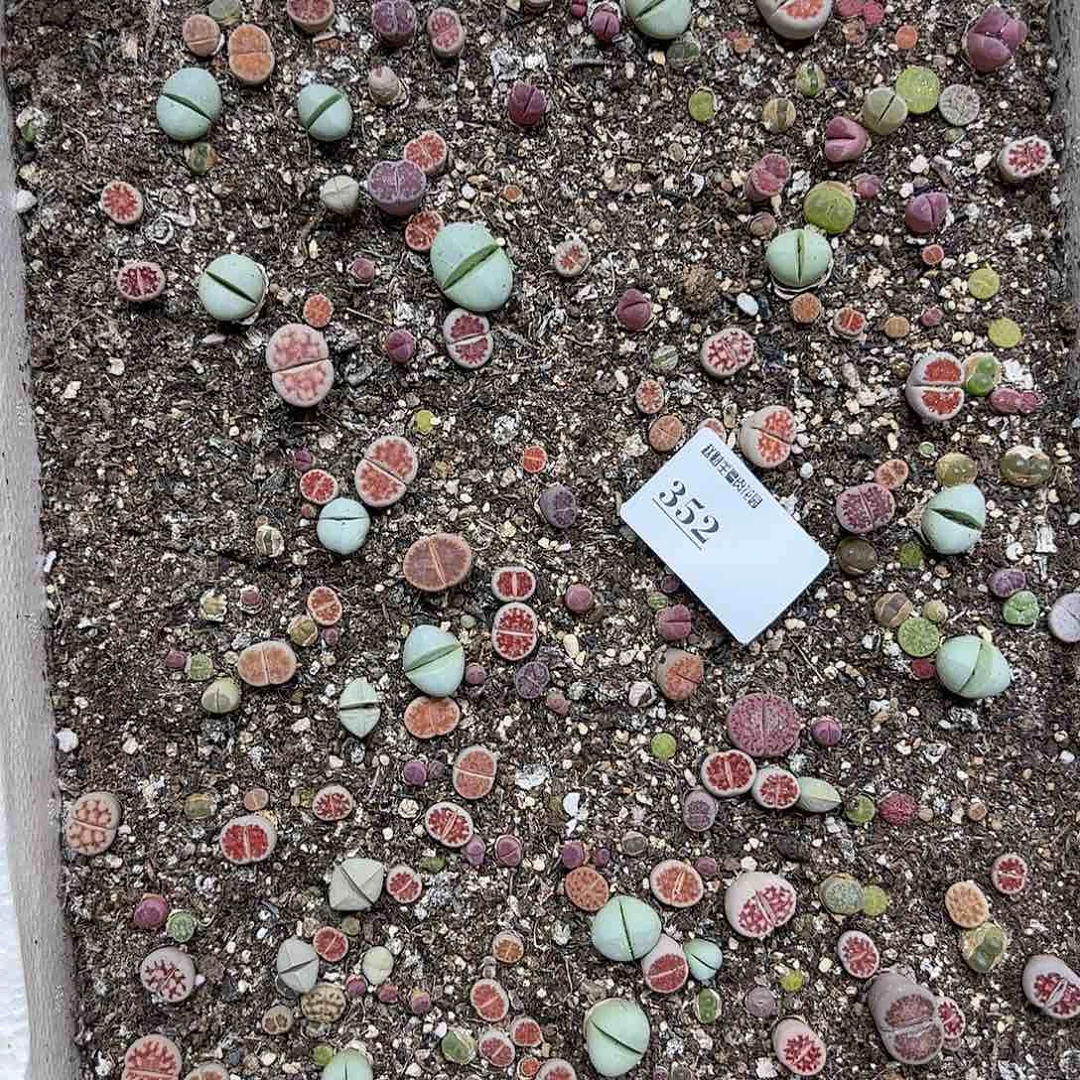 【闪购商品】352 一箱脱土