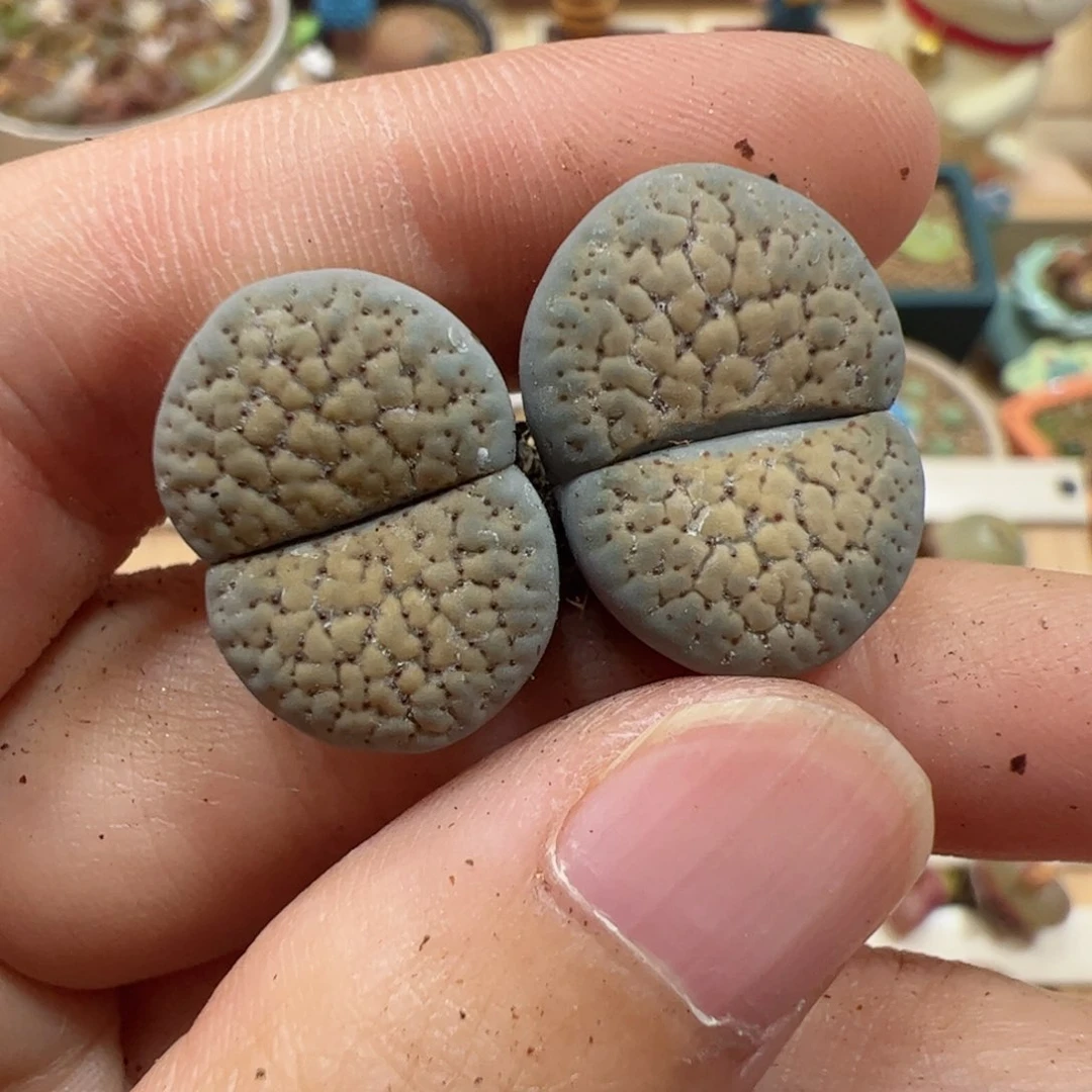 【闪购商品】331 德州玫瑰