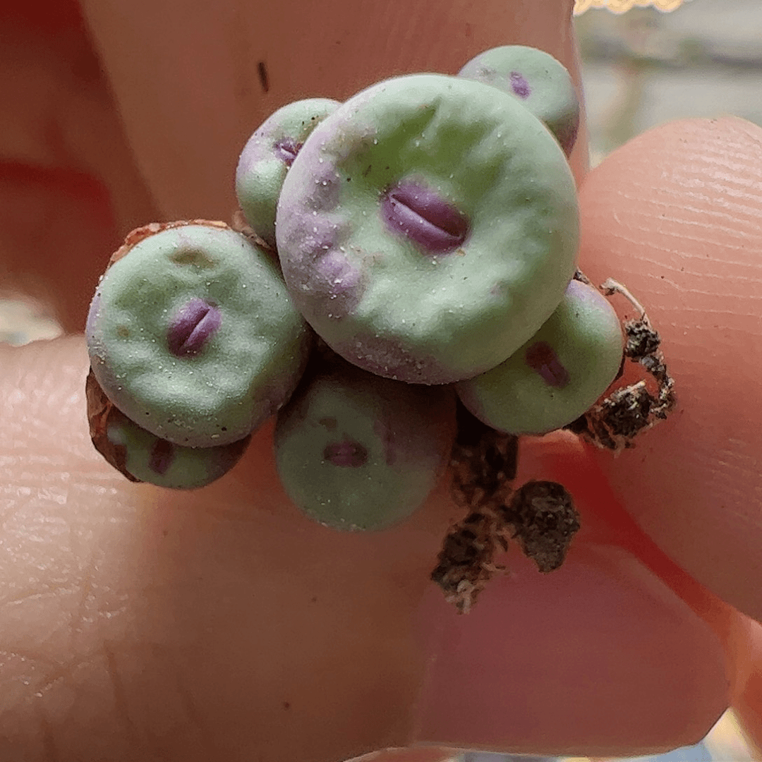 【闪购商品】74 1380B小红嘴
