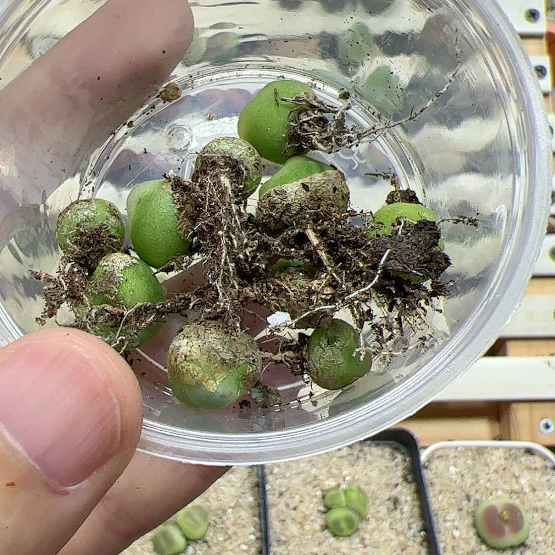 【闪购商品】110 清盆拉登