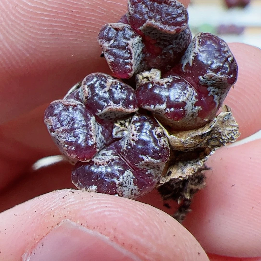 【闪购商品】101 福利