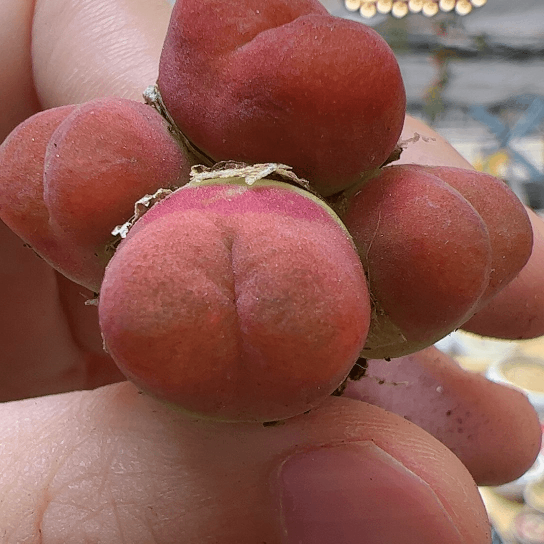 【闪购商品】170 水蜜桃群生