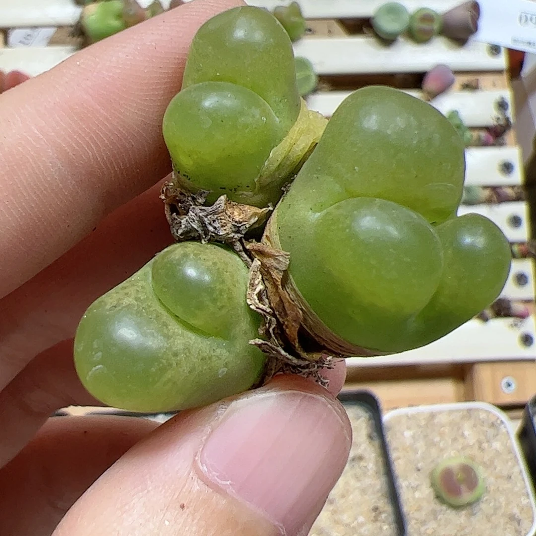 【闪购商品】215 缀化