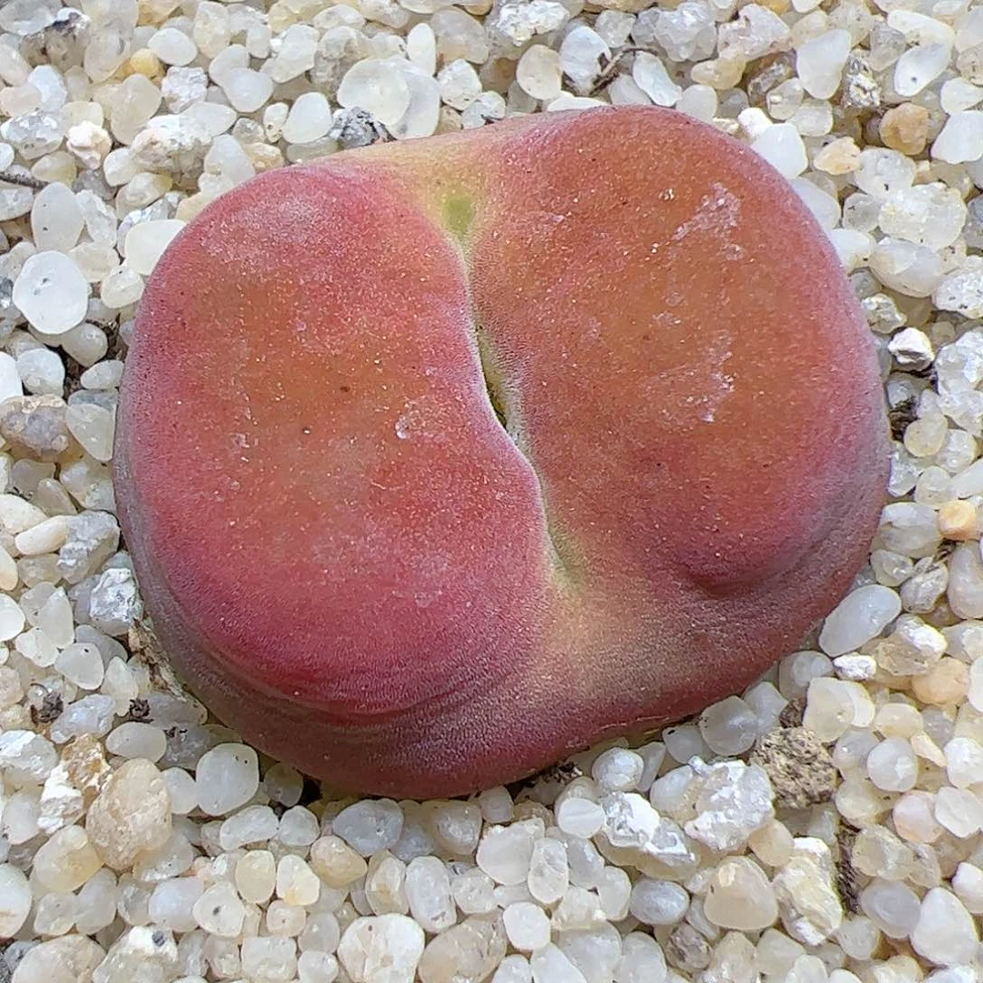 【闪购商品】282 水蜜桃