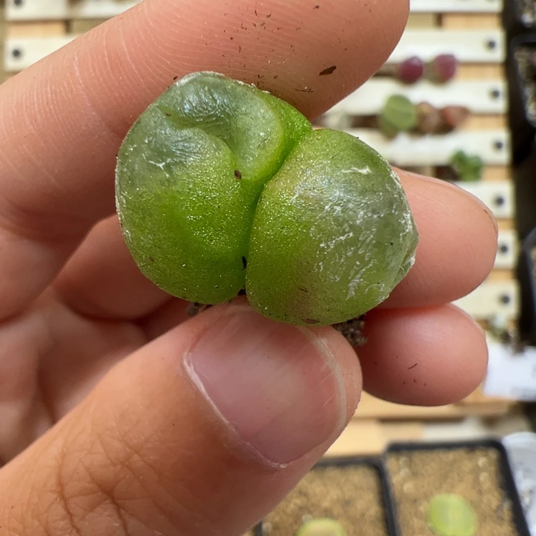 【闪购商品】188 灯泡缀化