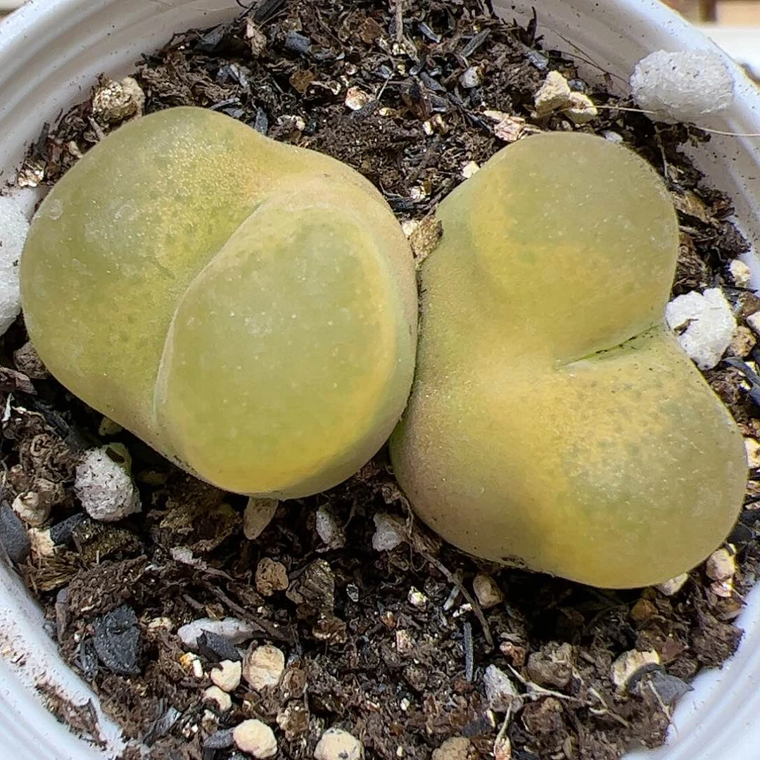 【闪购商品】54 双头带盆