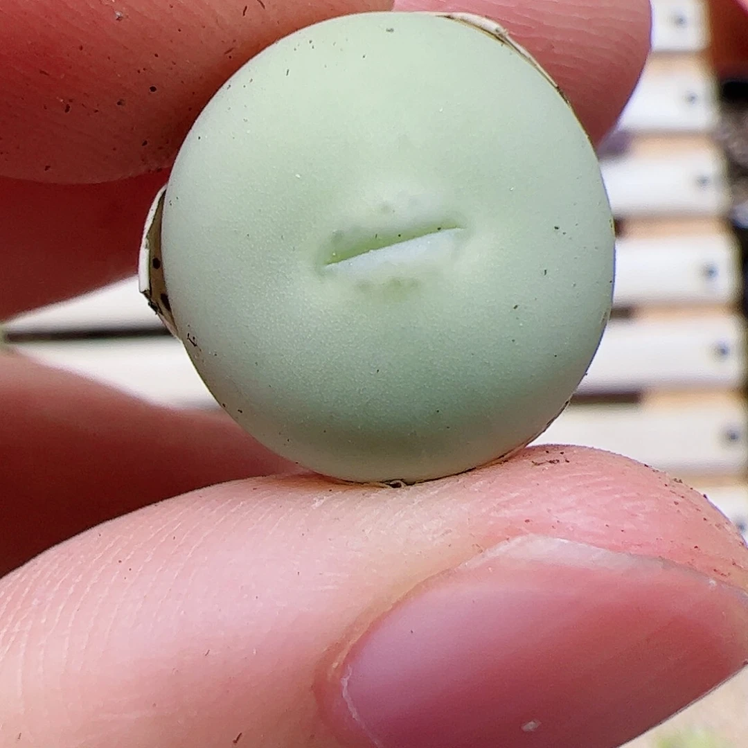 【闪购商品】147 鸽子蛋