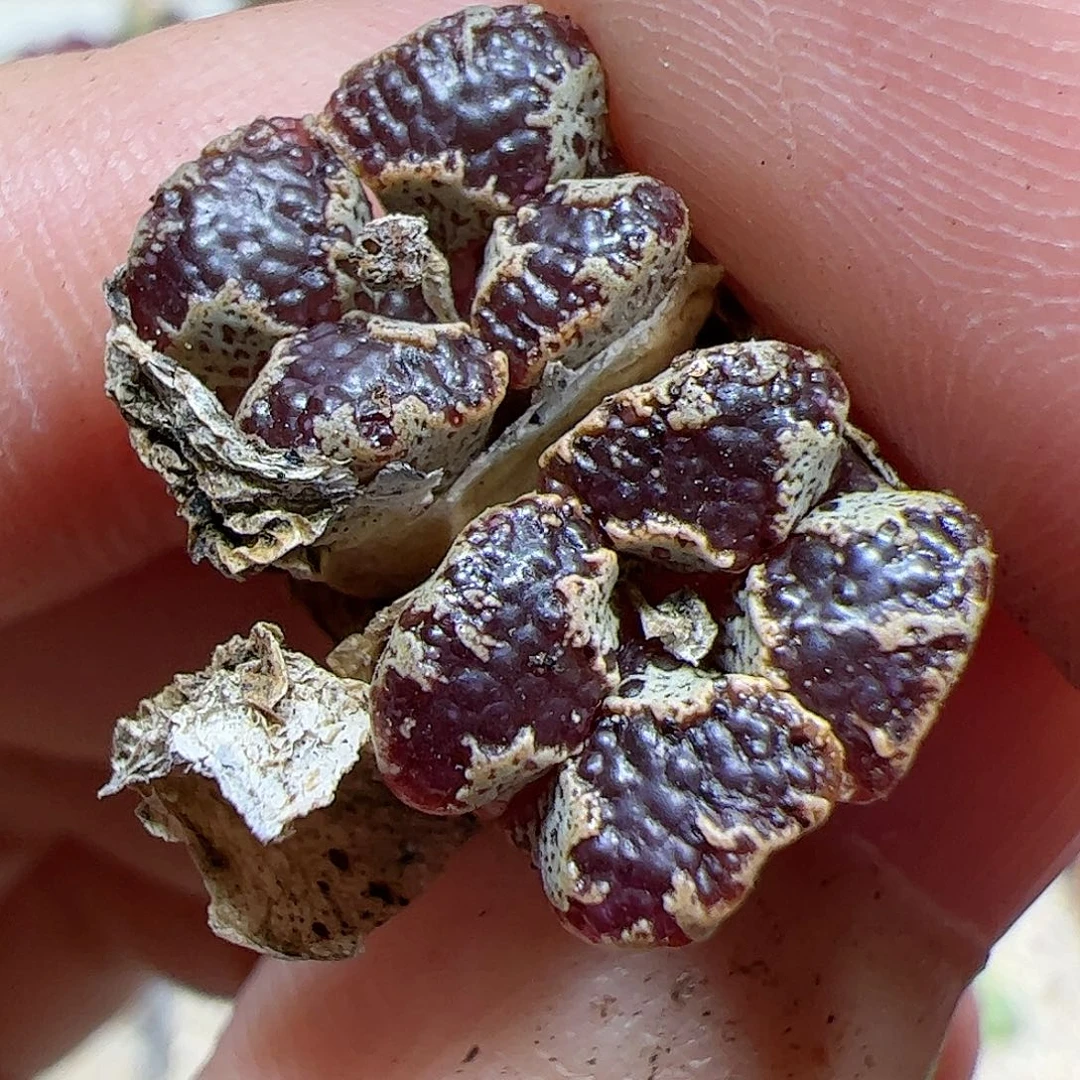 【闪购商品】272 蝴蝶