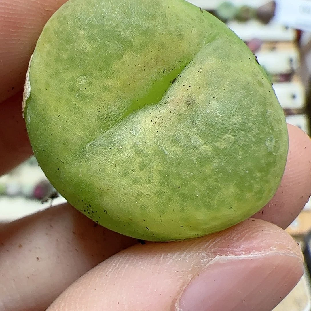 【闪购商品】239 毛毛