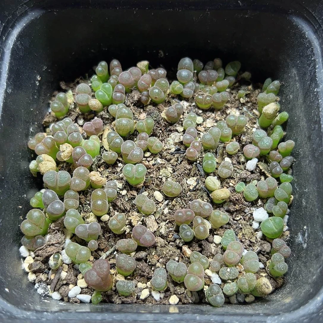 【闪购商品】126 带盆一盆风铃