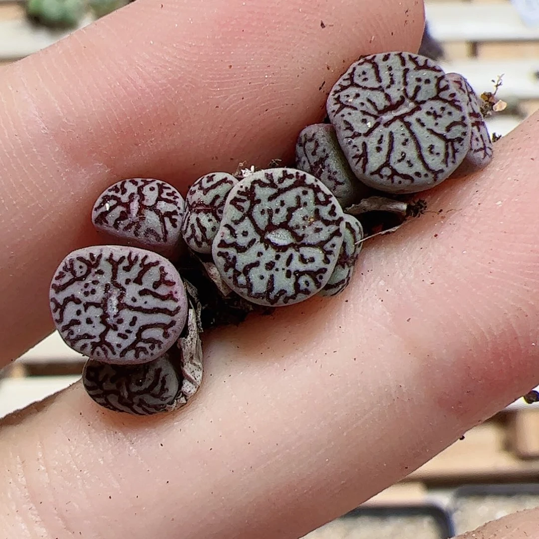 【闪购商品】352 福利超墨