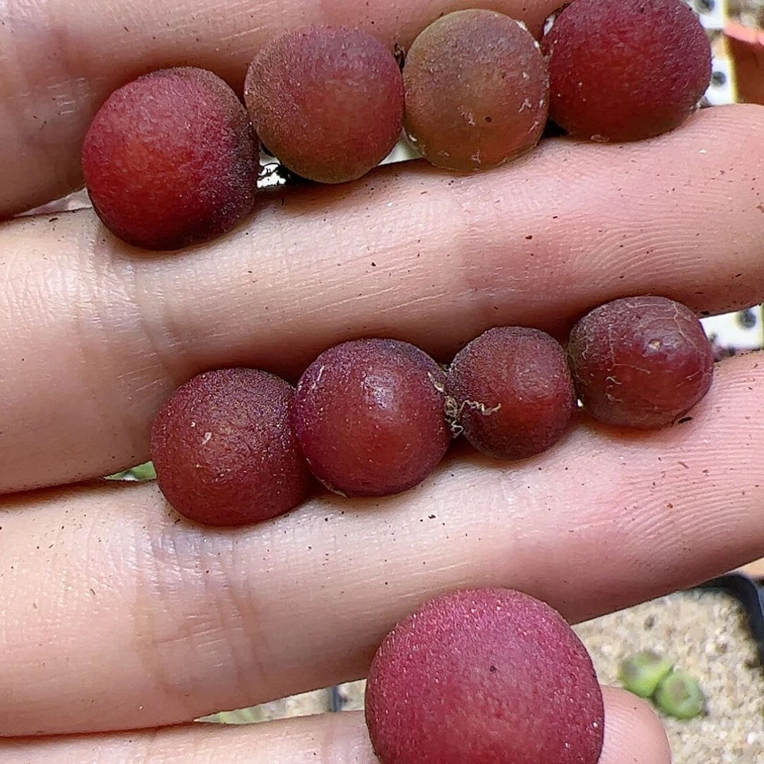 【闪购商品】28 灯泡一手