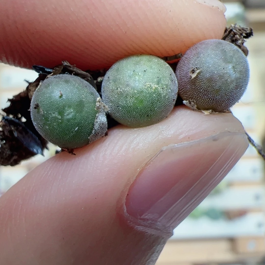 【闪购商品】256 空蝉