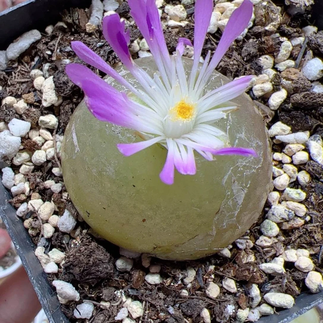 【闪购商品】557 大灯泡 10年 3.4cm