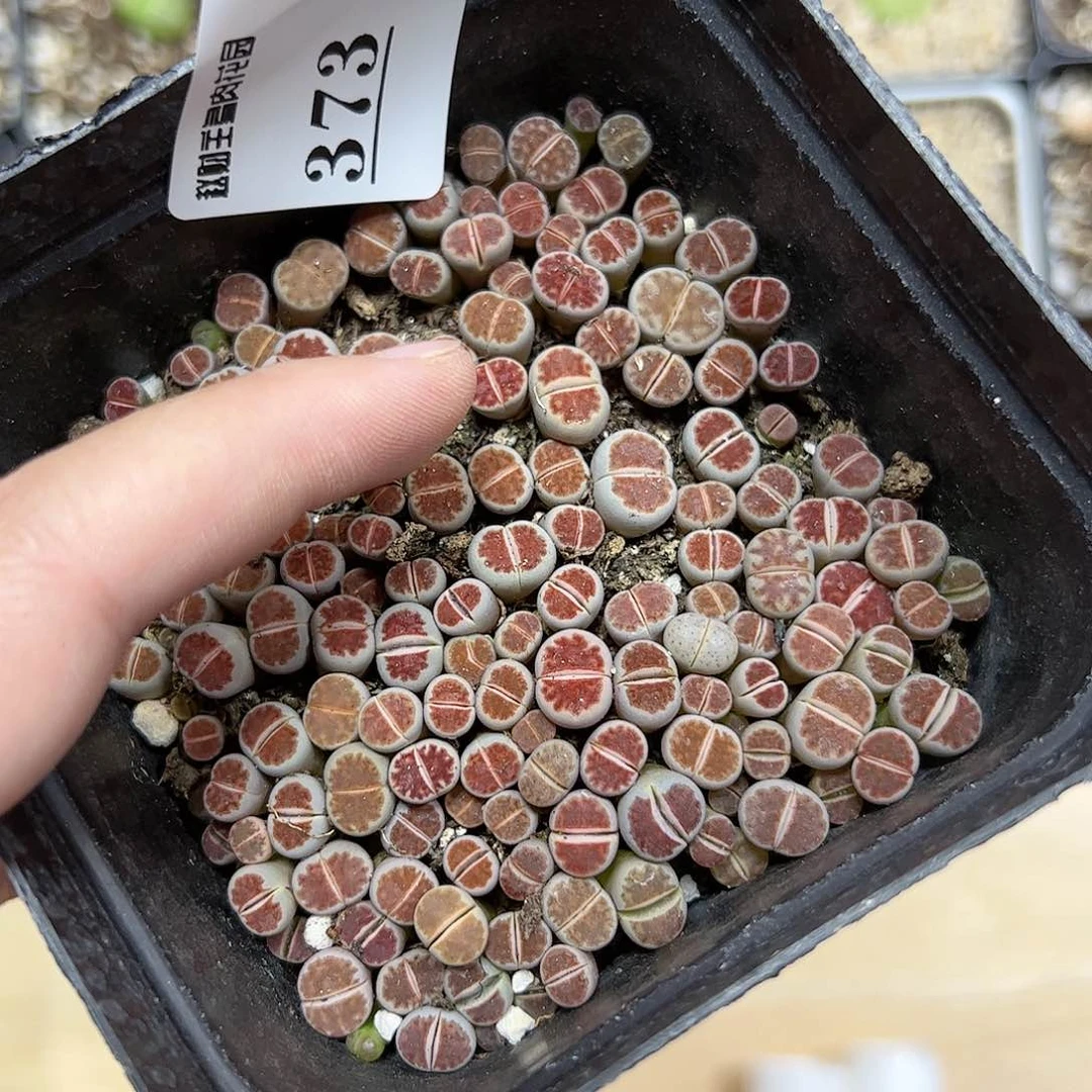 【闪购商品】373 带盆