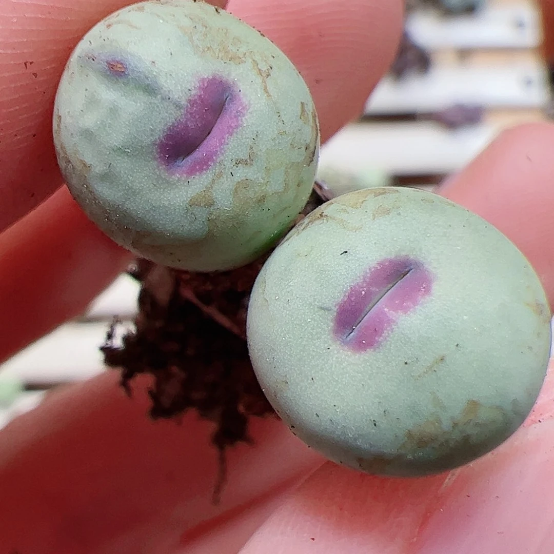 【闪购商品】137 福利