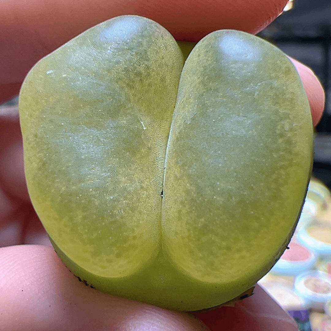 【闪购商品】49 嘴唇毛