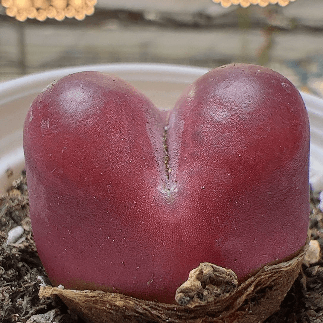 【闪购商品】73 带盆